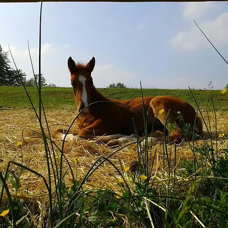 Farm stay Il Colle Del Falco Borghetto (Verona)